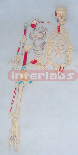 GRAND ADULT RIGHT MUSCLE PAINTED, RIGHT SCATTERED SKELETON MODEL.